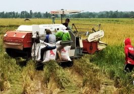 Ekspor Beras Indonesia ke Malaysia Capai 2 Ribu Ton per Bulan Peluang Baru bagi Petani Lokal