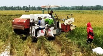 Ekspor Beras Indonesia ke Malaysia Capai 2 Ribu Ton per Bulan: Peluang Baru bagi Petani Lokal