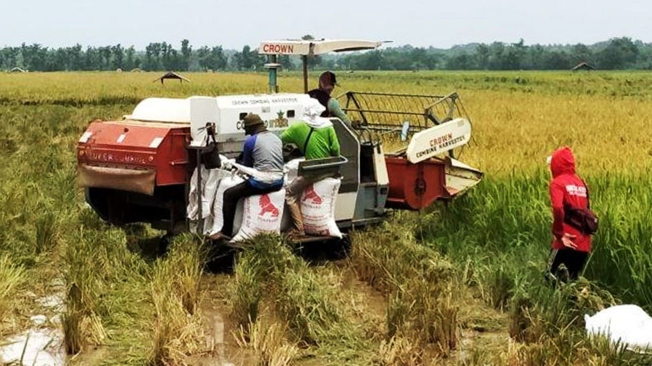 Ekspor Beras Indonesia ke Malaysia Capai 2 Ribu Ton per Bulan Peluang Baru bagi Petani Lokal