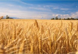 Pemerintah Indonesia Siapkan Skema Impor Produk Pertanian Senilai 73 Triliun dari AS