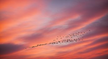 Fakta Penting tentang Migrasi Burung Liar yang Menakjubkan