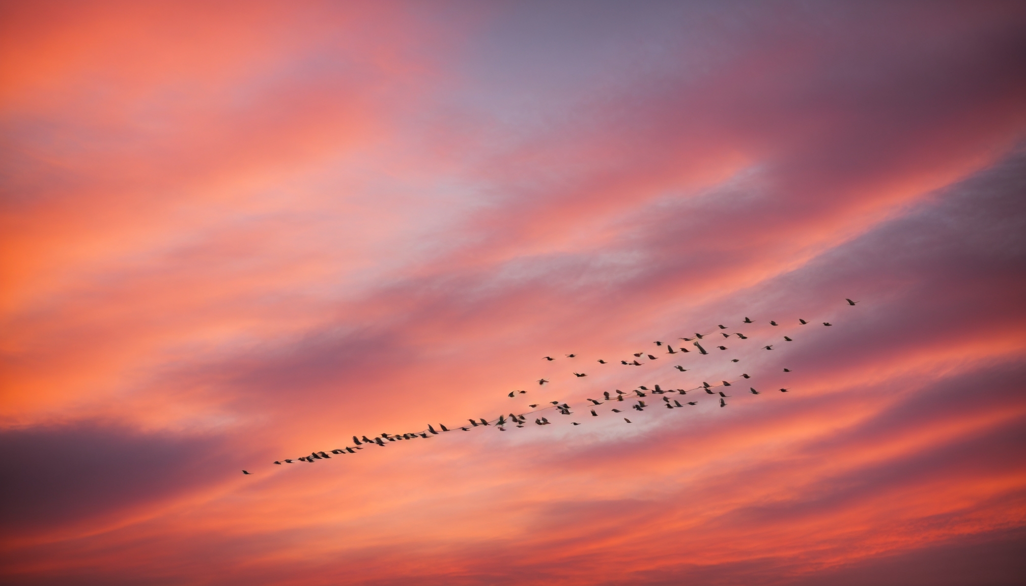 Fakta Penting tentang Migrasi Burung Liar yang Menakjubkan